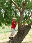 5/24/2008 - Eli's favorite tree