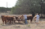 6/21/2011 - Bulls feeding bulls