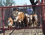 6/23/2011 - Mason and Rio pushing the calves through