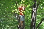 8/2/2011 - Eli in THE tree at Gran's